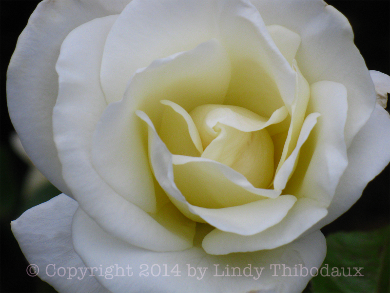 White Rose (close up)