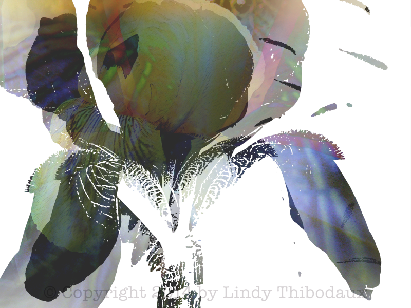 Yellow Iris montage by Lindy Thibodaux